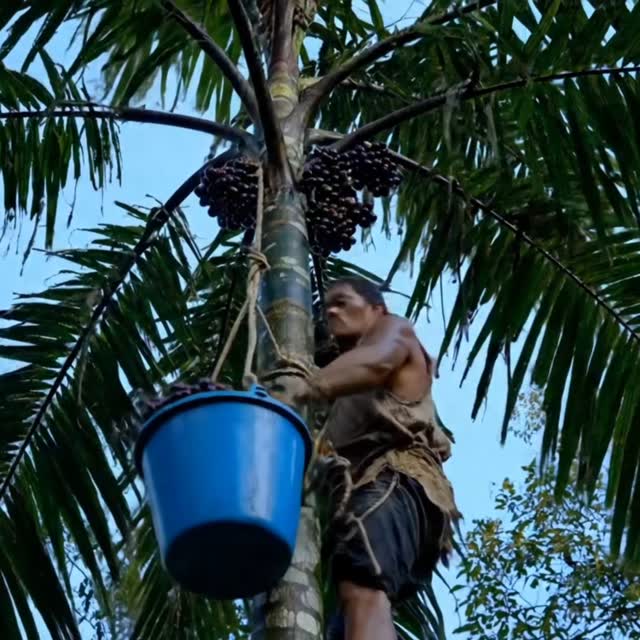 Açaí, origem do corante pesquisado